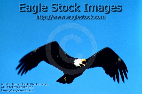 Stock picture of bald eagles flying toward the camera.  A very dramtic picture as the eagle's beak open and the wings in a sharp "M" shape. [#befl10].   Eagle picture flying towards camera.